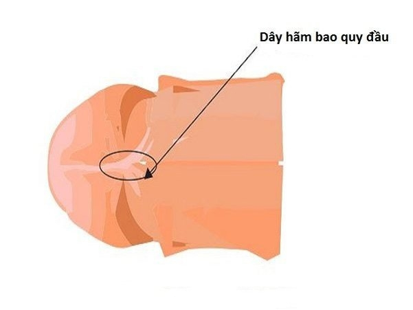 Phần dây hãm quy đầu