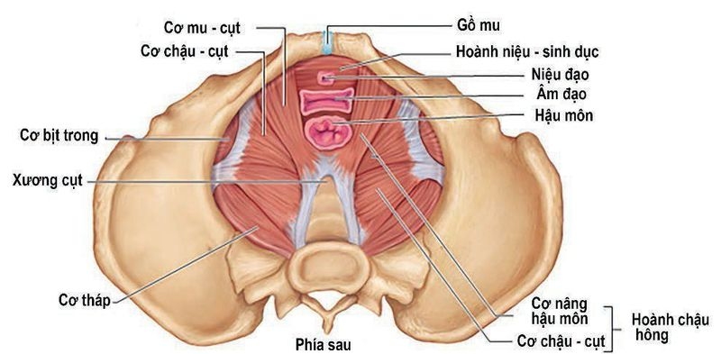 Vùng đáy chậu