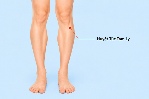 Huyệt Túc Tam Lý